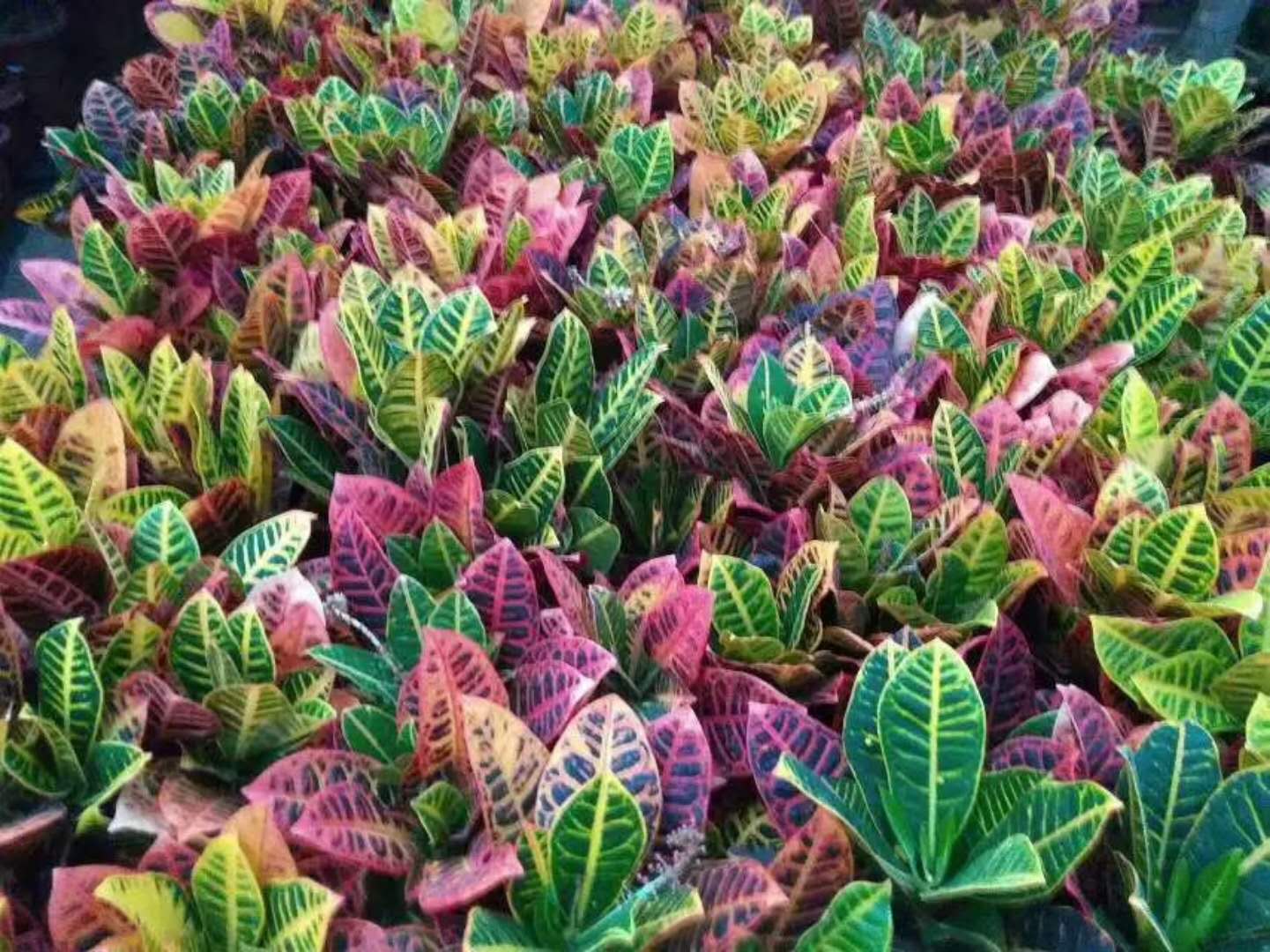基地綠植類辦公場所室內(nèi)綠植觀葉類，觀花類，盆景類，多肉植物類齊全均可選擇